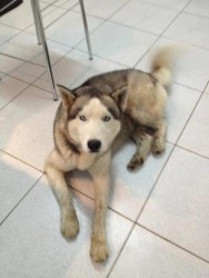 Dog found in Nicosia